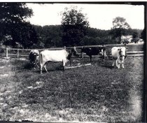 Cows on farm